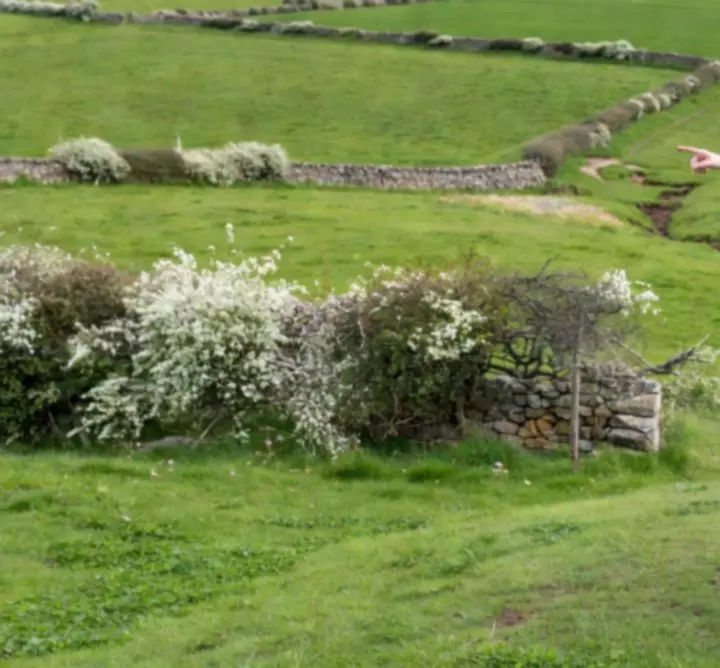 Environmental consultant providing advisory services overlooking a rural landscape